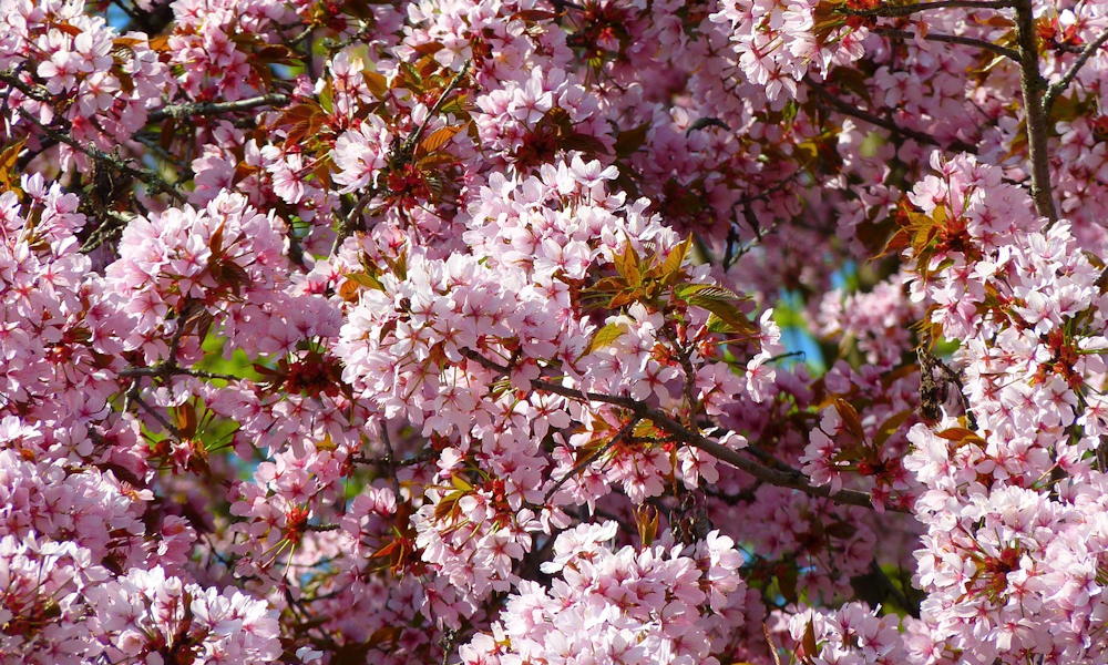 Vérszilva – a kert bíborruhás tavaszkirálynője