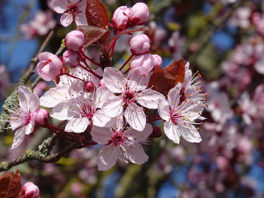 verszilva biborruhas 02