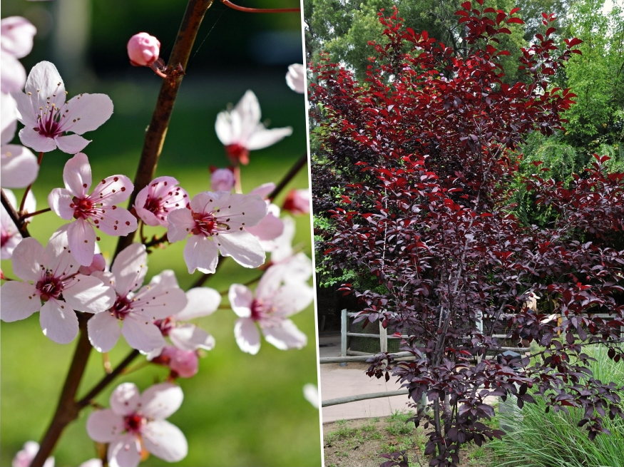 verszilva biborruhas 03