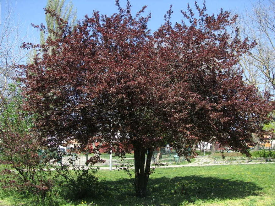 verszilva biborruhas 04