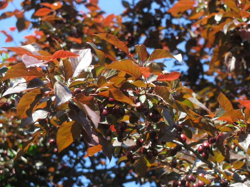 verszilva biborruhas 05