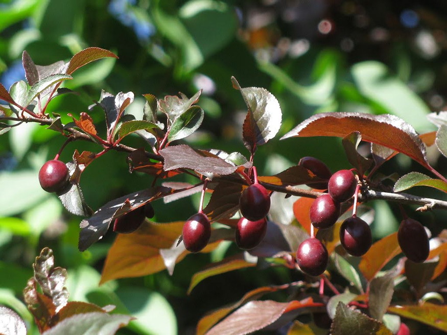 verszilva biborruhas 06