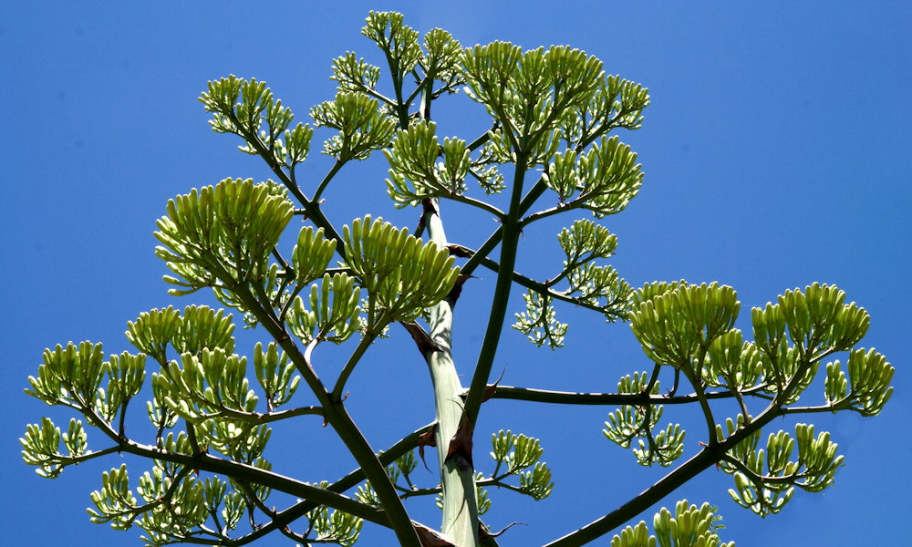 A virág, amely csak egyszer nyílik életében – és azt érdemes is megvárni