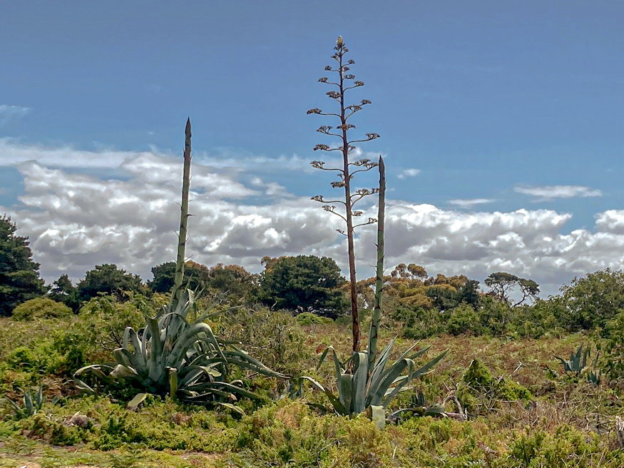 virag egyszer nyilik eleteben 04
