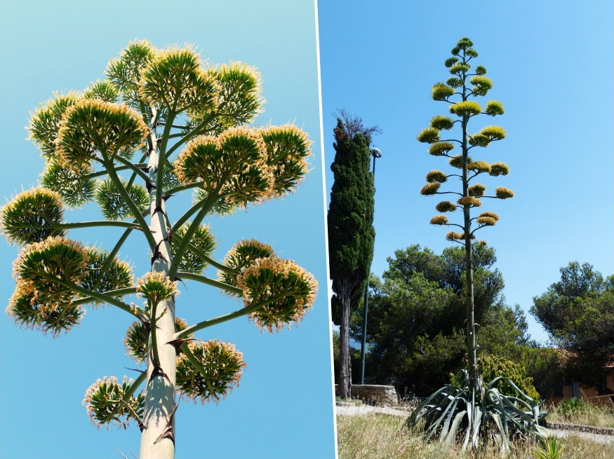 virag egyszer nyilik eleteben 07