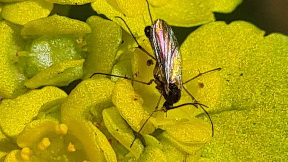 aranyos veselke 07