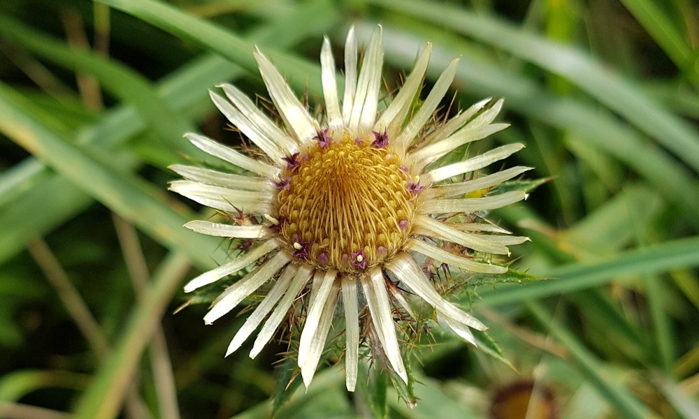 Bábakalács, ami az ehető húsos virágról kapta nevét