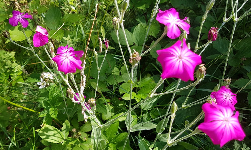 Bársonyos kakukkszegfű, amely a kakukk hazatértekor virágzik