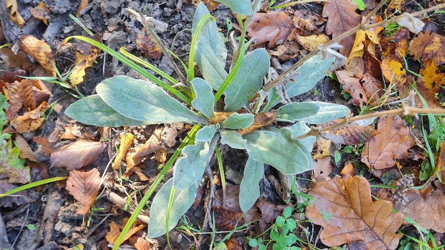 barsonyos kakukkszegfu 02