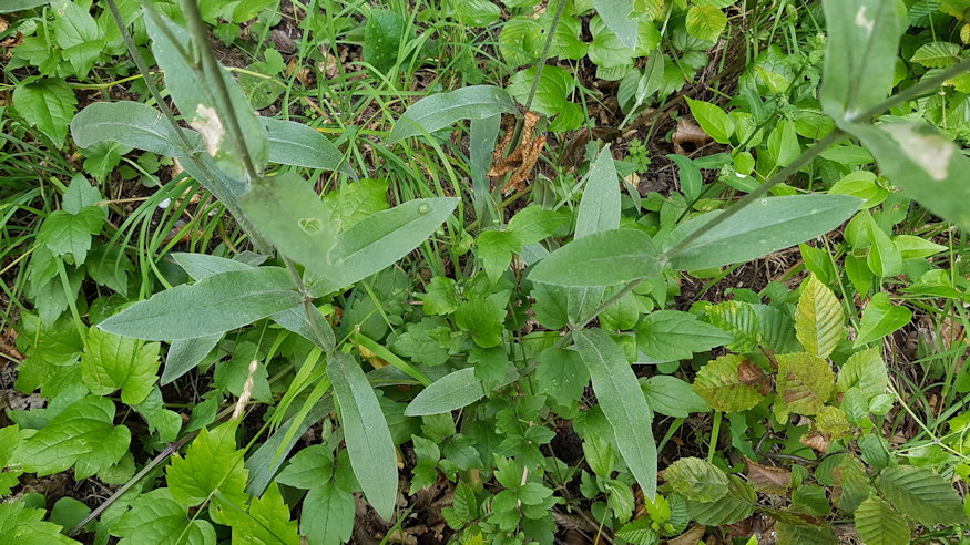 barsonyos kakukkszegfu 03