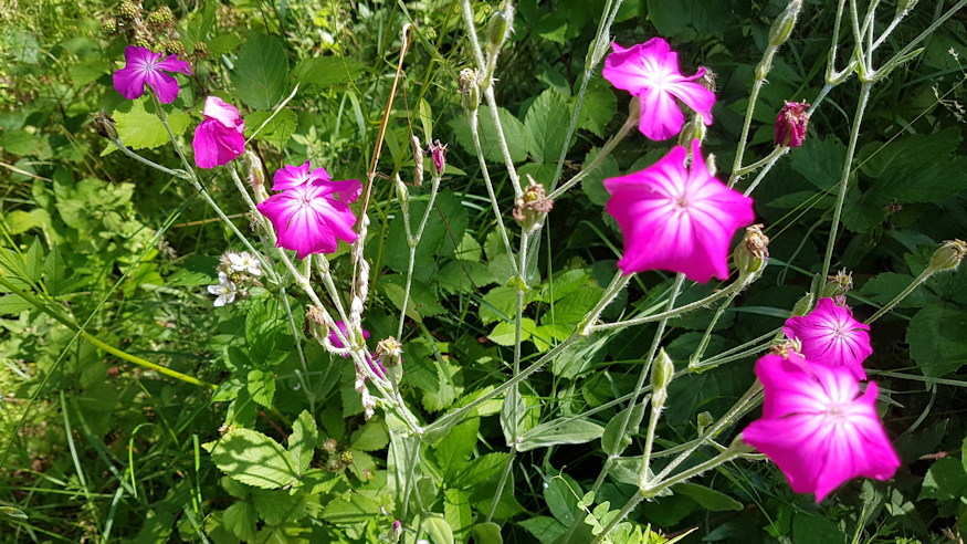 barsonyos kakukkszegfu 04