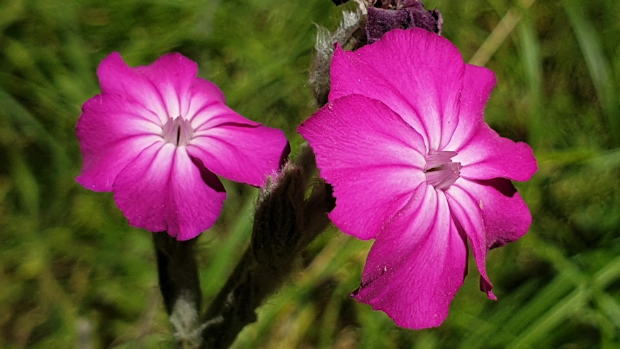 barsonyos kakukkszegfu 05