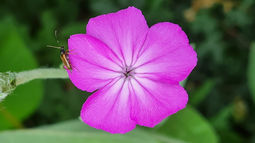 barsonyos kakukkszegfu 06