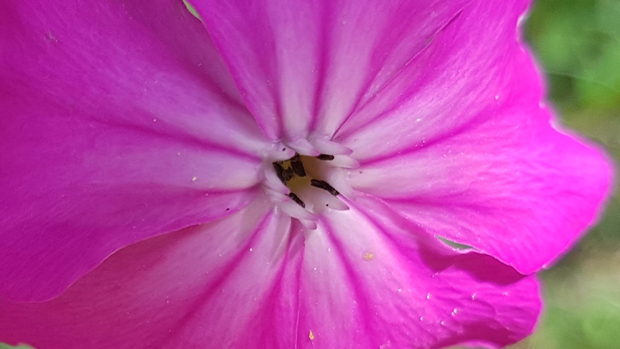 barsonyos kakukkszegfu 07