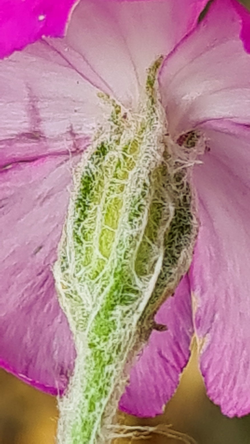 barsonyos kakukkszegfu 08