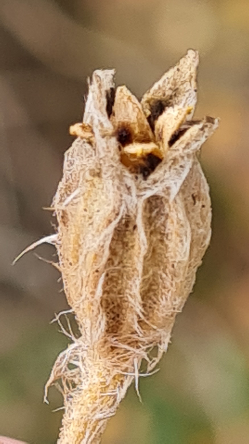 barsonyos kakukkszegfu 09