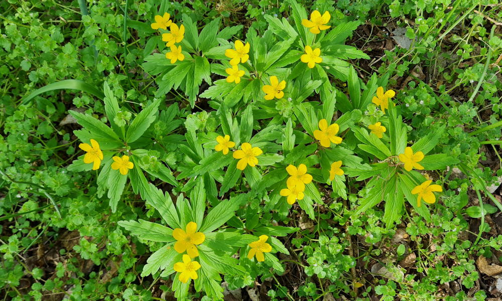 Bogláros szellőrózsa: a hangya porozza, mégis klónozza magát