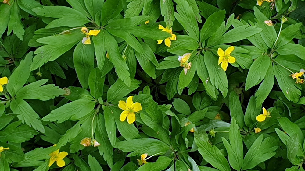 boglaros szellorozsa 02