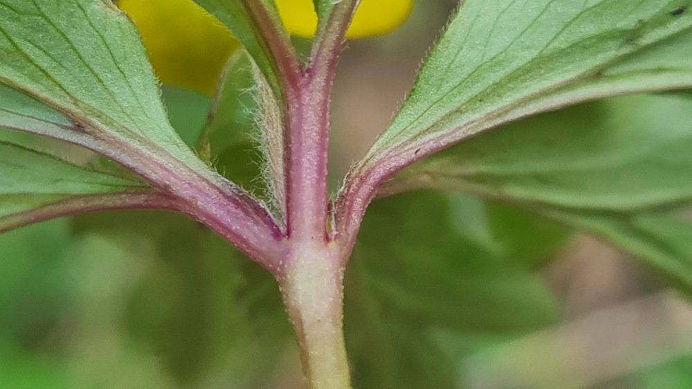 boglaros szellorozsa 03