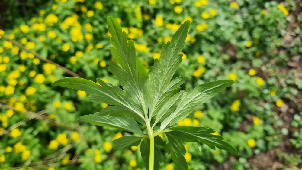 boglaros szellorozsa 04