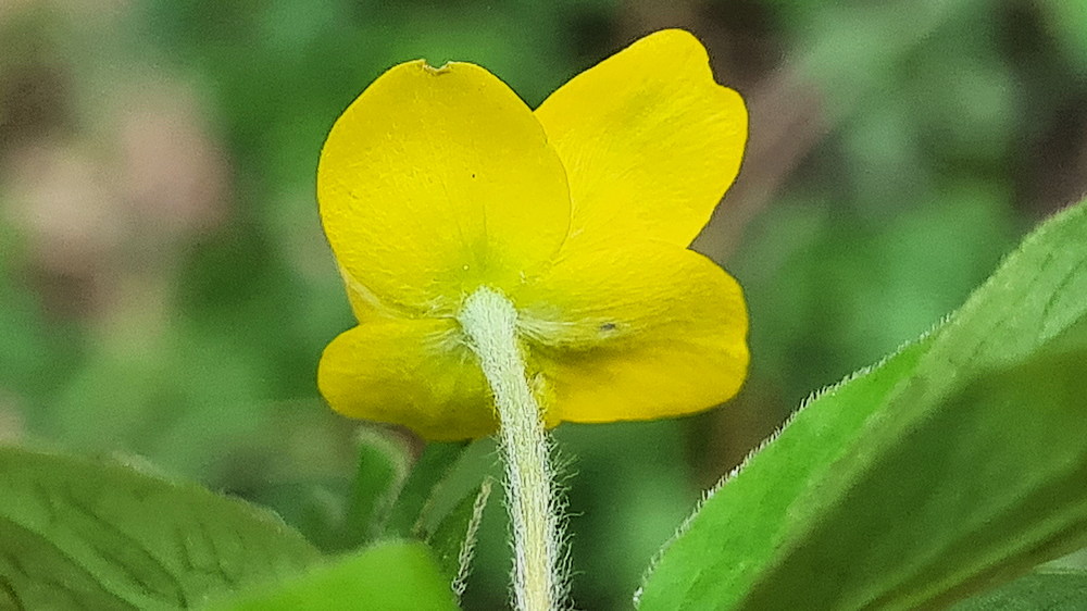 boglaros szellorozsa 05