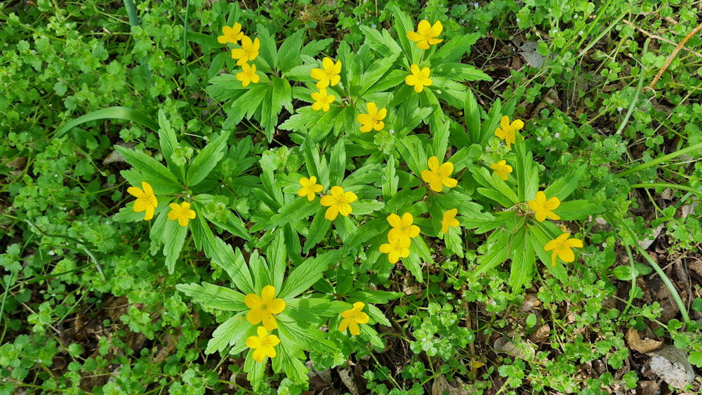 boglaros szellorozsa 06