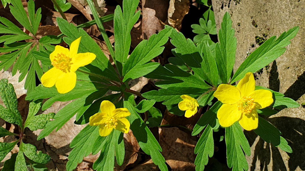 boglaros szellorozsa 07