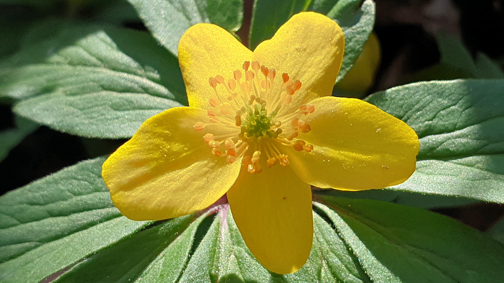 boglaros szellorozsa 08