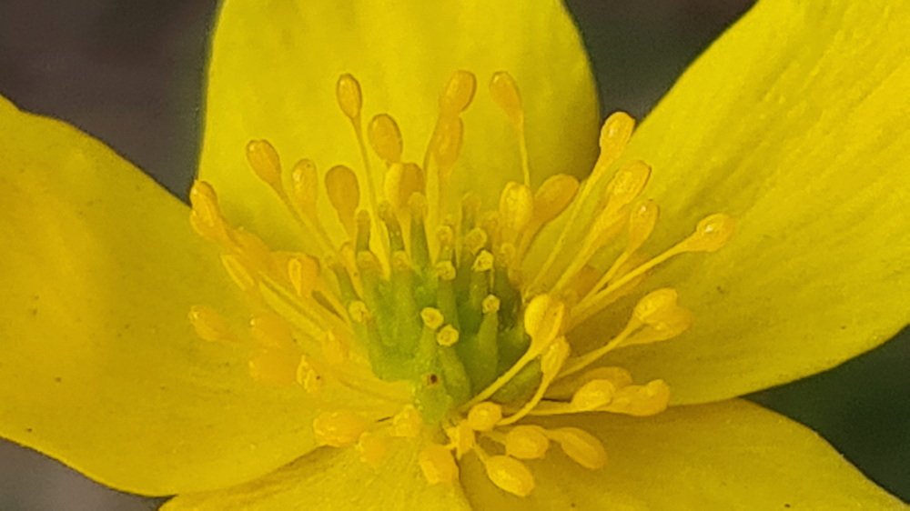 boglaros szellorozsa 09