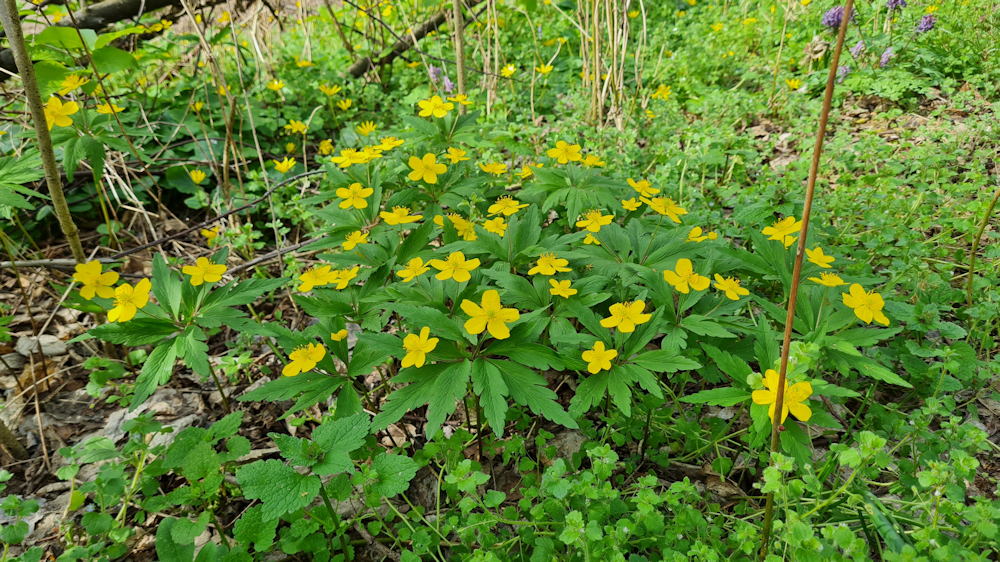 boglaros szellorozsa 11