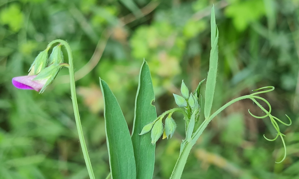 Borzas lednek, a veszélyes szükségtáplálék