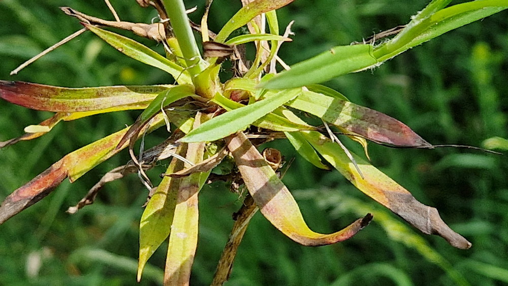 enyves szurokszegfu 03