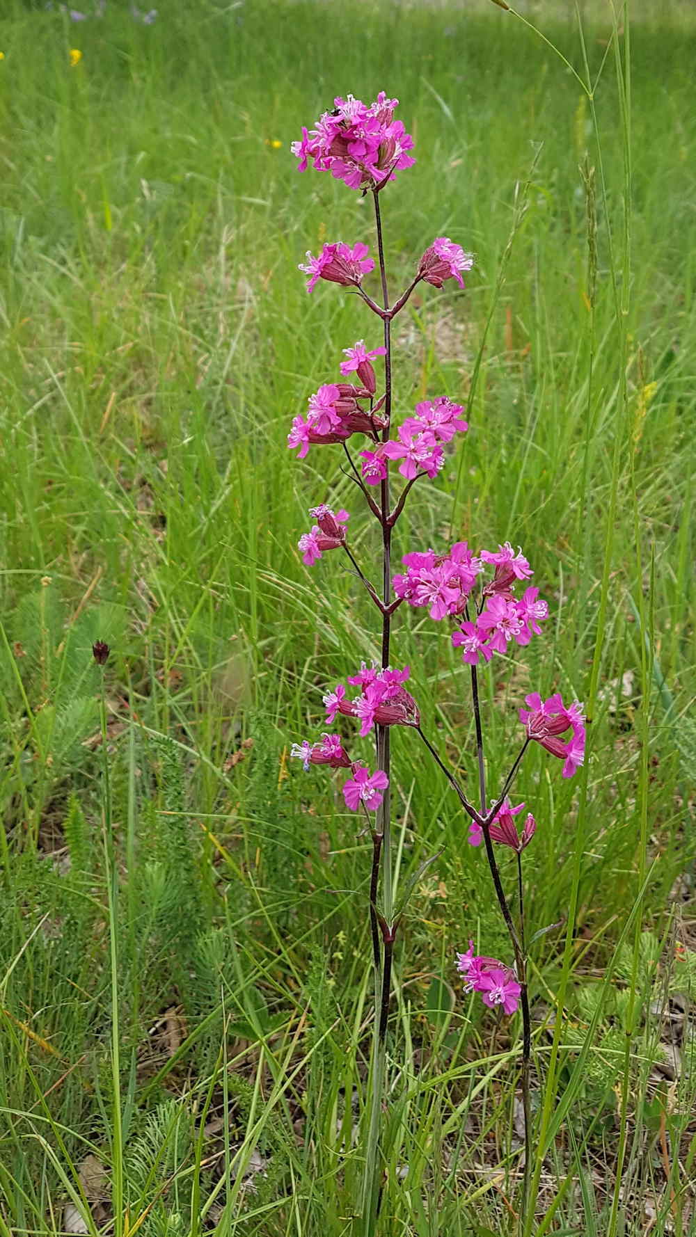 enyves szurokszegfu 08