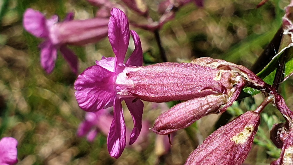 enyves szurokszegfu 09