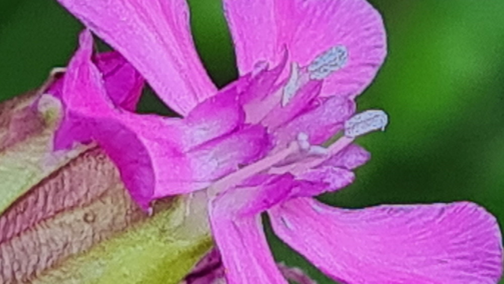 enyves szurokszegfu 11