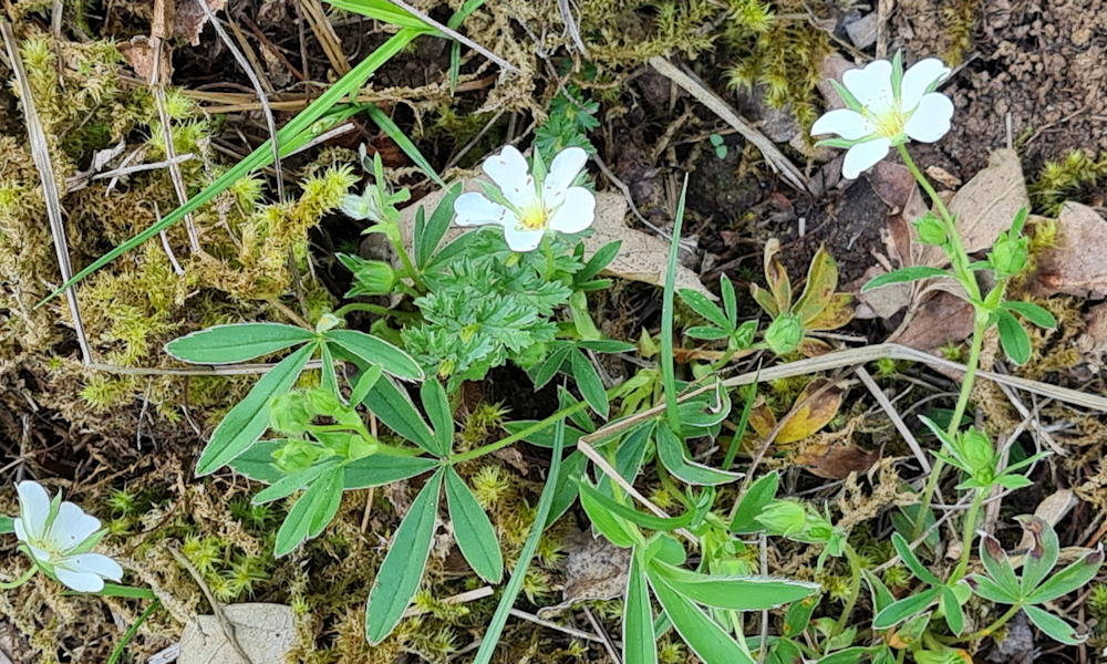 Fehér pimpó: a gyógyhatású ritkaság