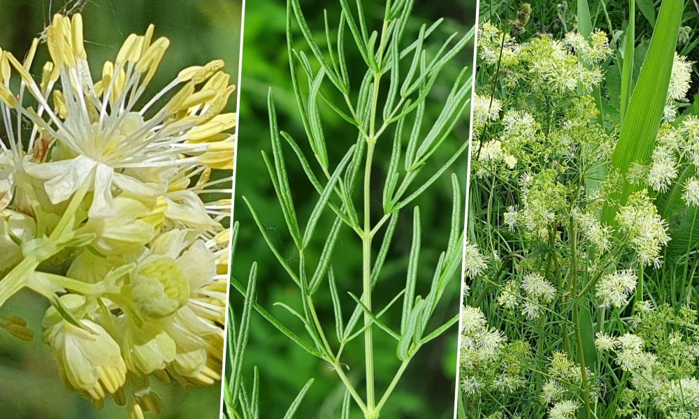 Fényes borkóró, napos patakvölgyek növénye