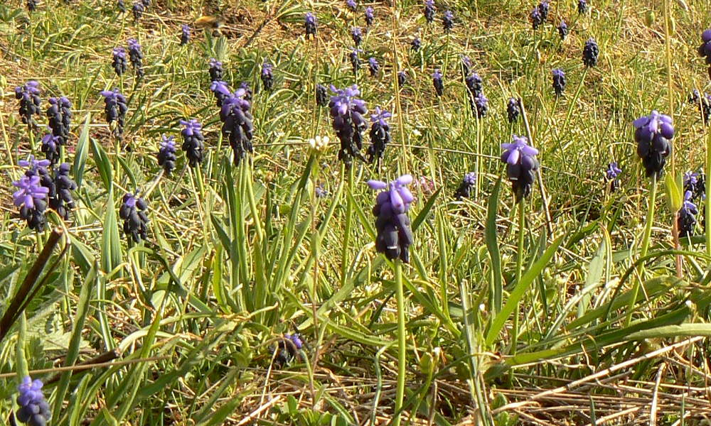Fürtös gyöngyike, ami az embertől egyenesen a vadonba szökött