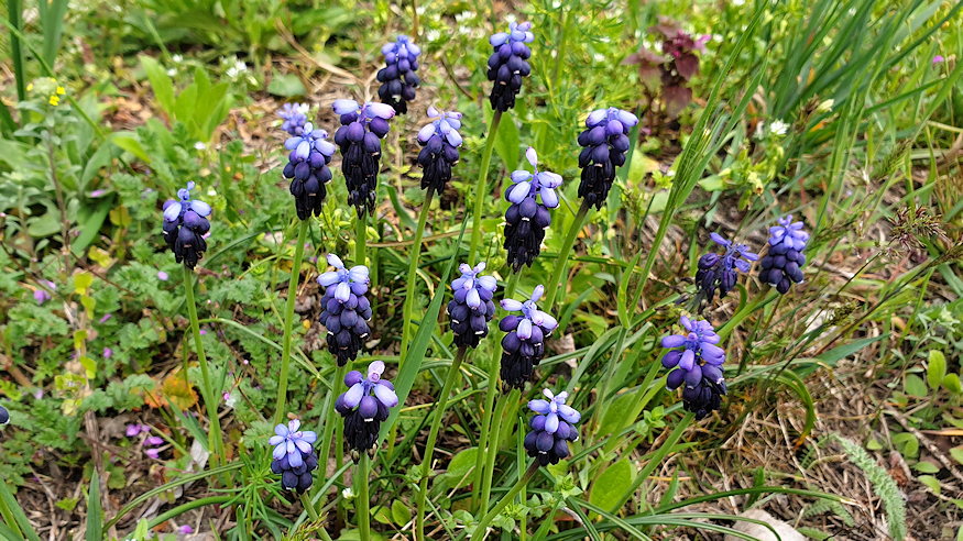 furtos gyongyike vadonba szokott 02