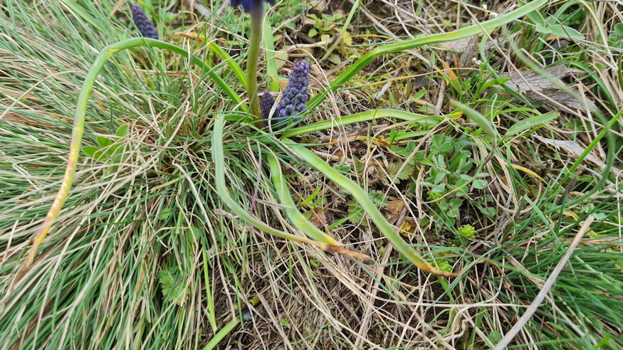 furtos gyongyike vadonba szokott 03