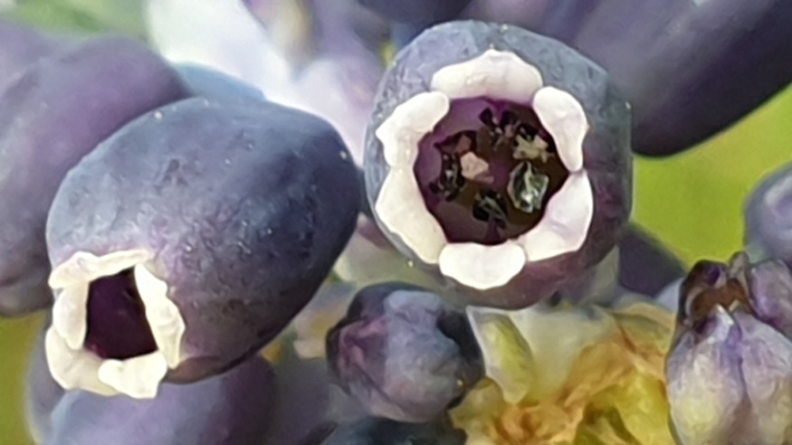 furtos gyongyike vadonba szokott 06