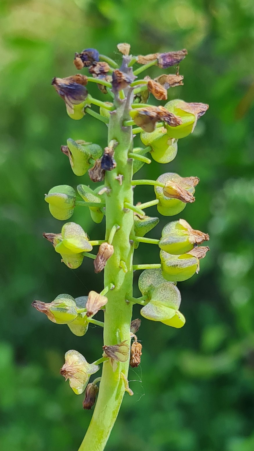 furtos gyongyike vadonba szokott 08
