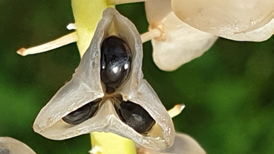 furtos gyongyike vadonba szokott 09