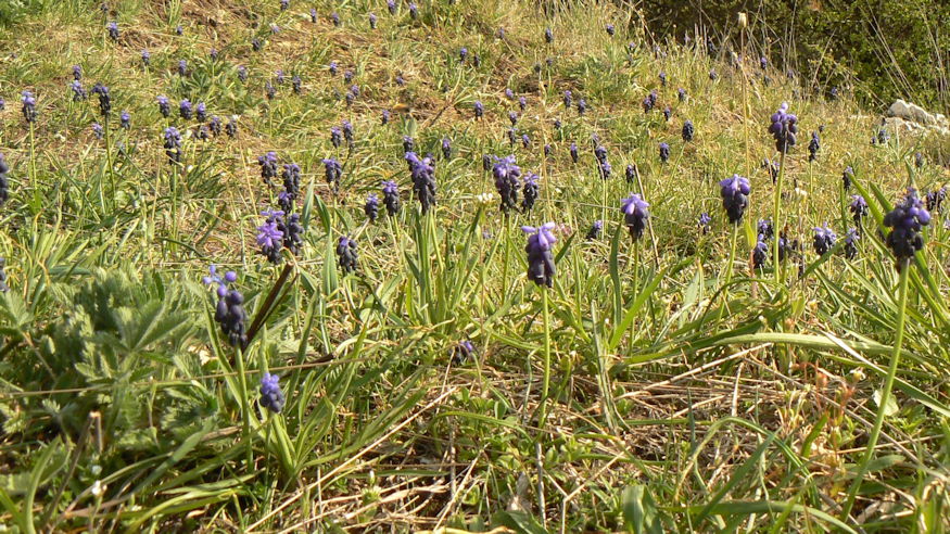 furtos gyongyike vadonba szokott 10