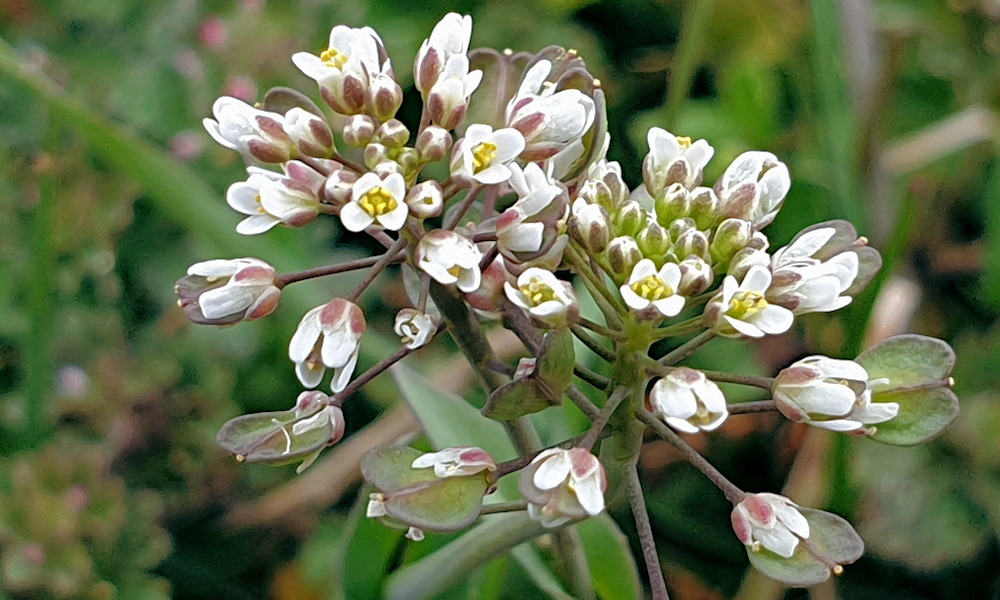 A galléros tarsóka magvait az esőcseppek lövik ki