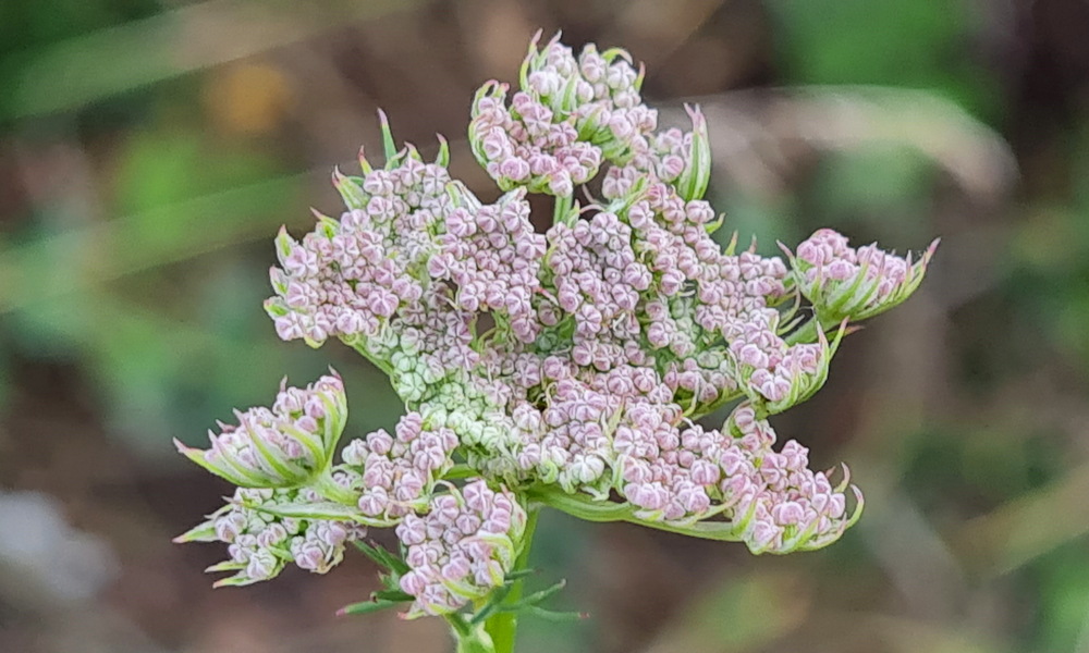 Homoki gurgolya, ami akkor bontja virágernyőjét, amikor a többiek már elhervadtak