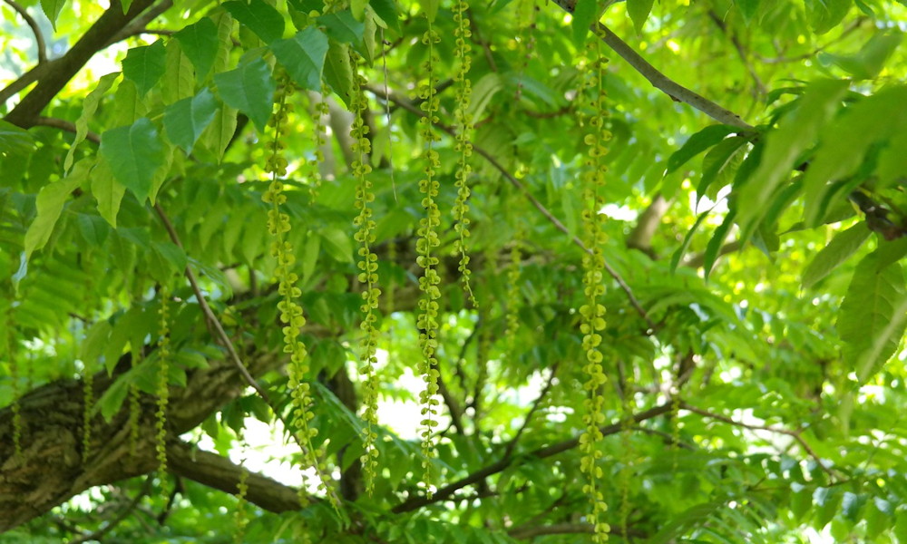 Kaukázusi szárnyasdió – a fák arisztokratája a szelet is megszelídíti