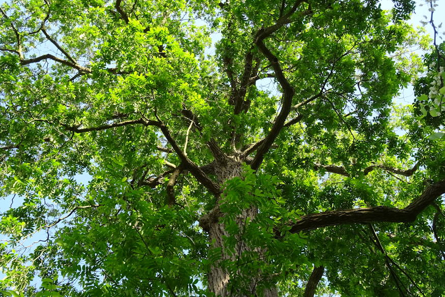 kaukazusi szarnyasdio 02