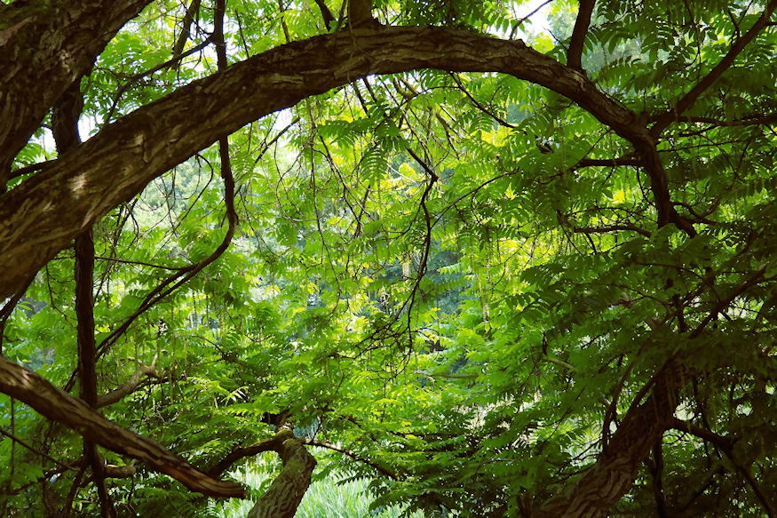 kaukazusi szarnyasdio 03