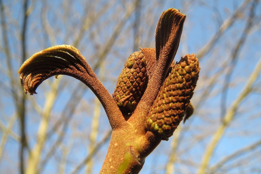 kaukazusi szarnyasdio 05